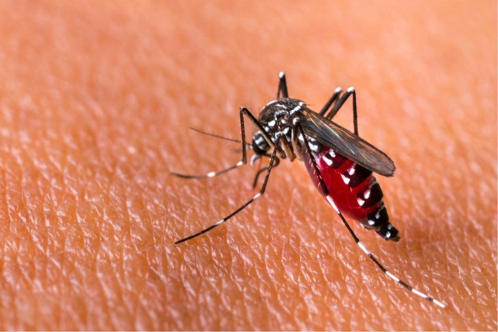 demam dengue